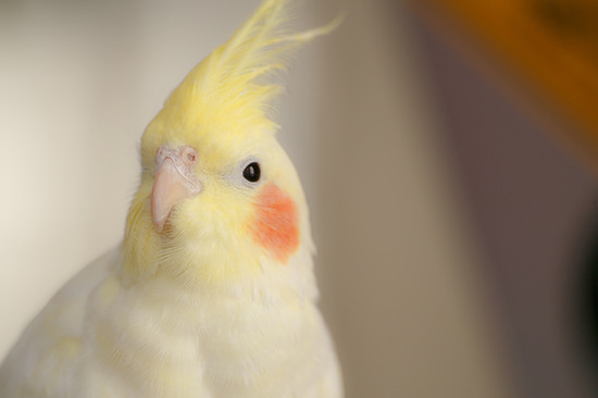 cockatiel001
